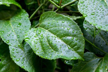 Arkaplan için su damlaları olan yeşil yaprak