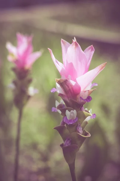 Flowers with filter effect retro vintage style — Stock Photo, Image