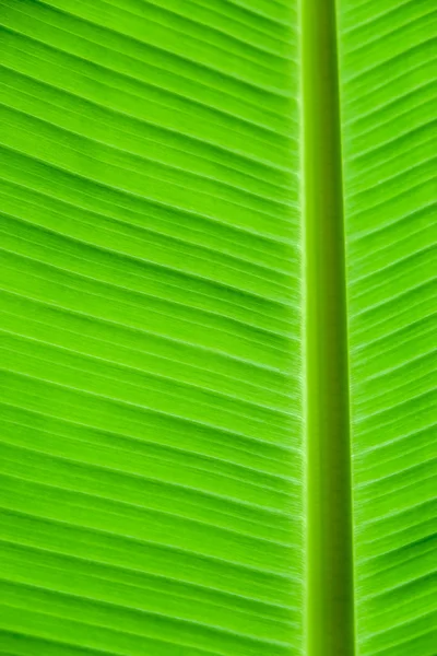 Fondo de hoja de plátano con líneas — Foto de Stock