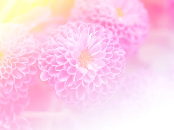 Tatlı renk arka plan tasarlamak yumuşak çiçek ve stil bulanıklık — Stok fotoğraf