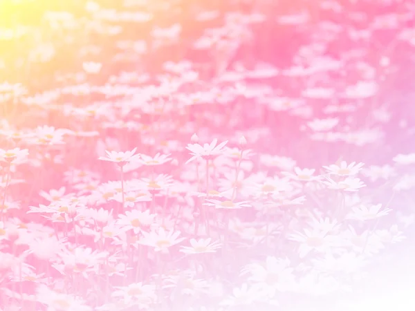 Süße Farbe Blume für Hintergrunddesign weich und unscharf Stil — Stockfoto