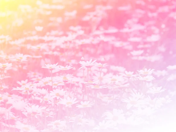 Sweet color flower for background design soft and blur style — Stock Photo, Image