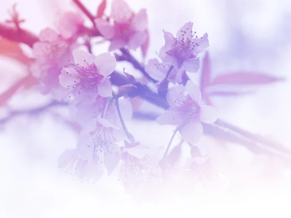 Dolce fiore di colore per il disegno di sfondo stile morbido e sfocato — Foto Stock