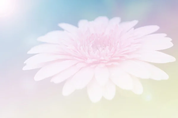 Sweet color flower for background design soft and blur style — Stock Photo, Image