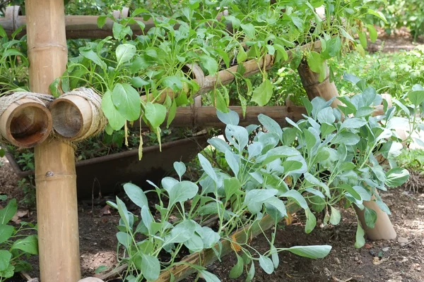 Schöner vertikaler Garten mit Pflanzen auf umweltfreundlich — Stockfoto