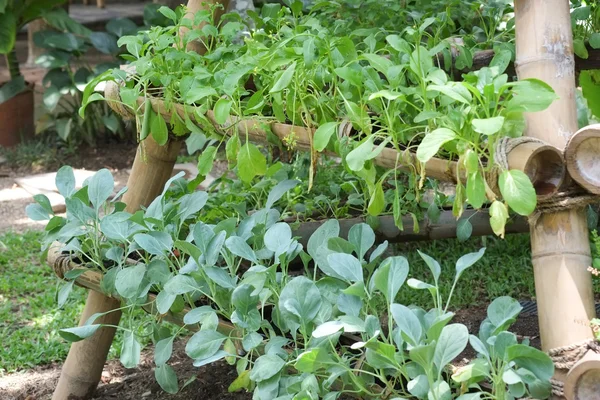 Bellissimo giardino verticale con piante su eco friendly — Foto Stock