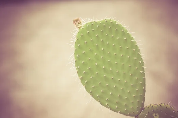 Cactus effetto filtro stile vintage retrò — Foto Stock