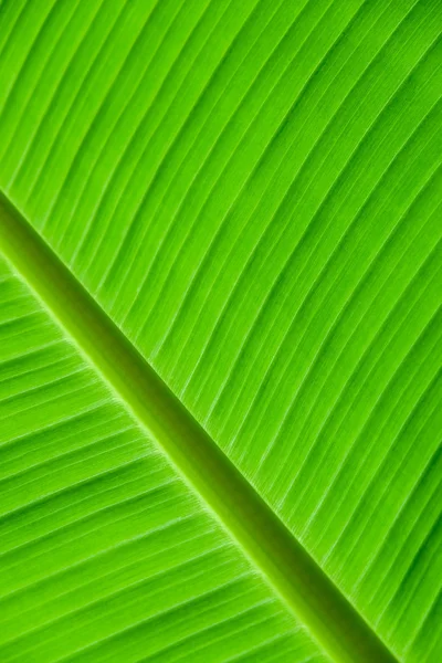 Bananen blad achtergrond met lijnen — Stockfoto