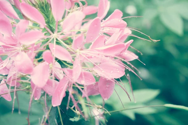 Flores con efecto de filtro estilo retro vintage — Foto de Stock