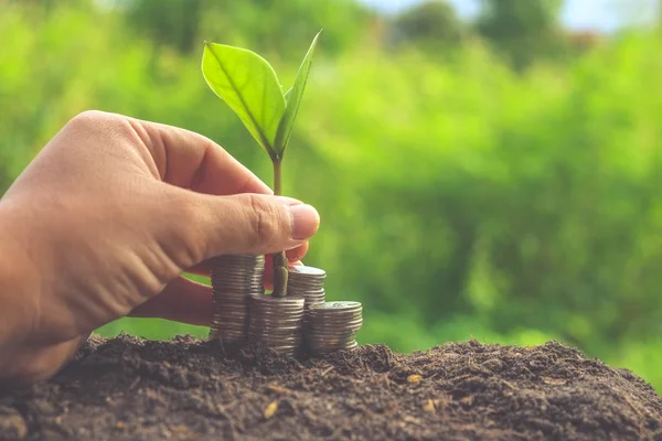 Money and plant with hand with filter effect retro vintage style — Stock Photo, Image