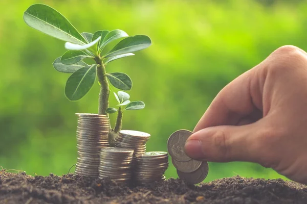 Money and plant with hand with filter effect retro vintage style — Stock Photo, Image