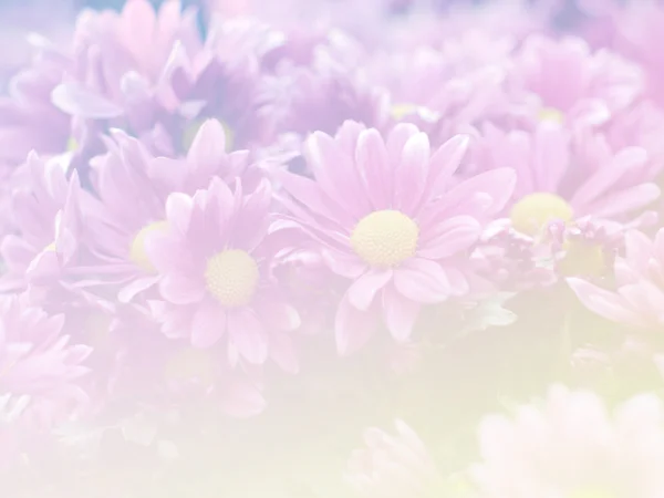 Sweet color flower for background design soft and blur style — Stock Photo, Image