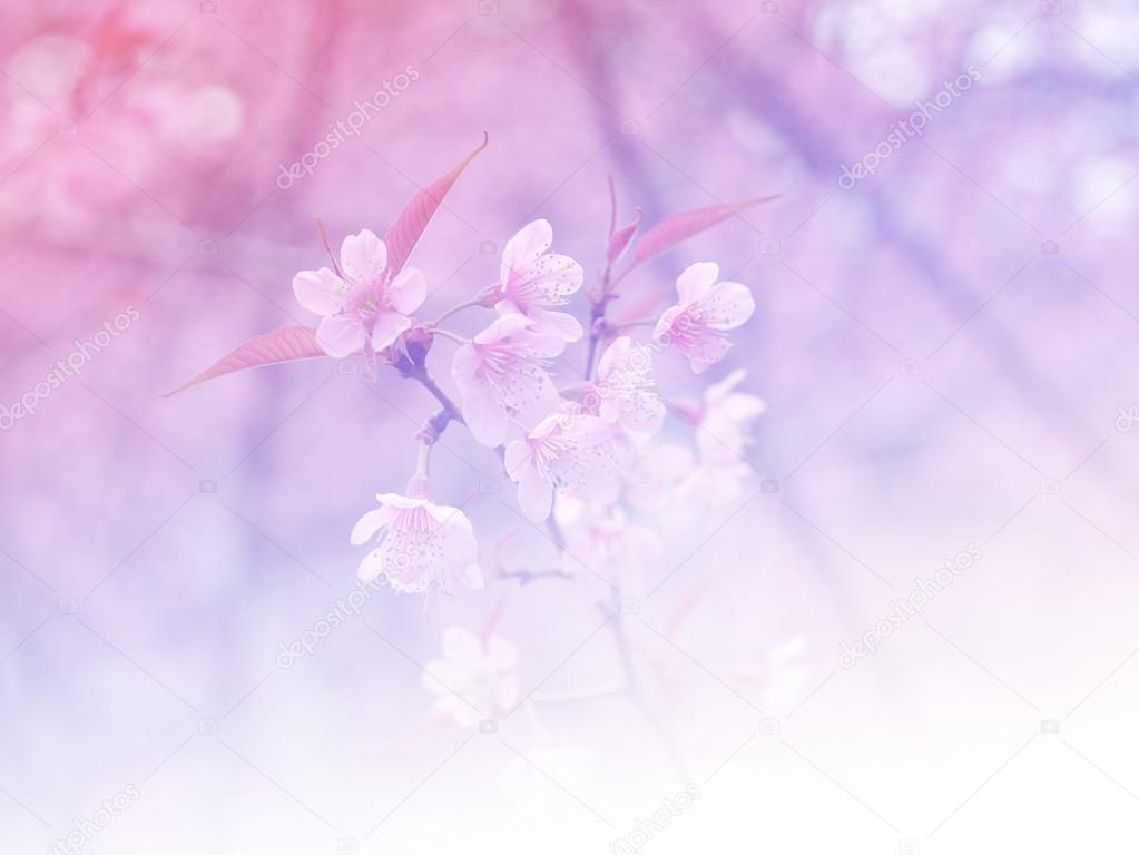 Sweet color flower for background design soft and blur style 