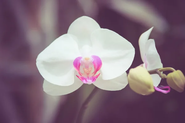 Blumen mit Filtereffekt im Retro-Vintage-Stil — Stockfoto