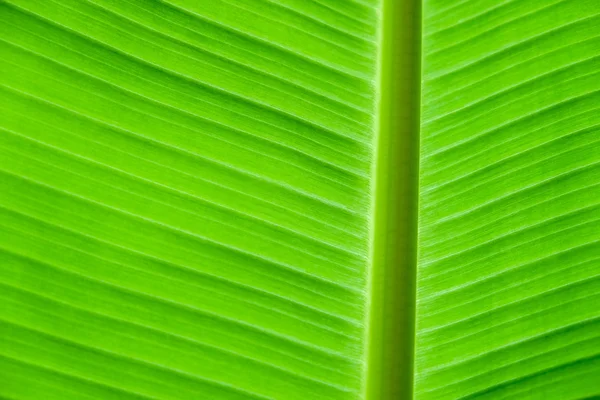 Fundo de folha de banana com linhas — Fotografia de Stock