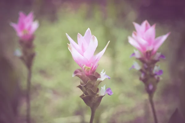 Flores con efecto de filtro estilo retro vintage — Foto de Stock