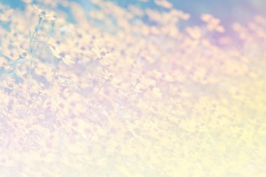 Tatlı renk arka plan tasarlamak yumuşak çiçek ve stil bulanıklık