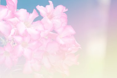 Tatlı renk arka plan tasarlamak yumuşak çiçek ve stil bulanıklık