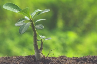 Filtre etkisi retro vintage tarzı ile taze bitki