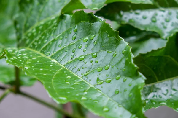Зеленый лист с капельками воды для фона — стоковое фото