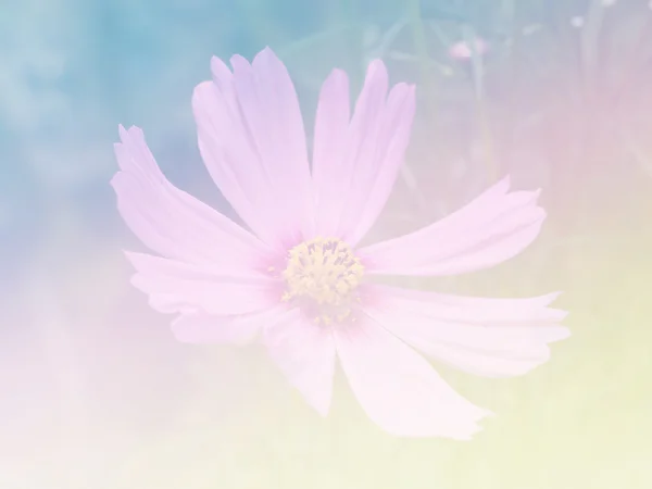 Sweet color flower for background design soft and blur style — Stock Photo, Image