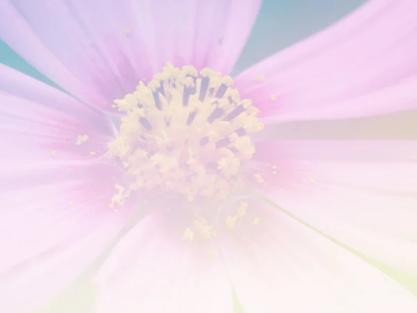 Süße Farbe Blume für Hintergrunddesign weich und unscharf Stil — Stockfoto