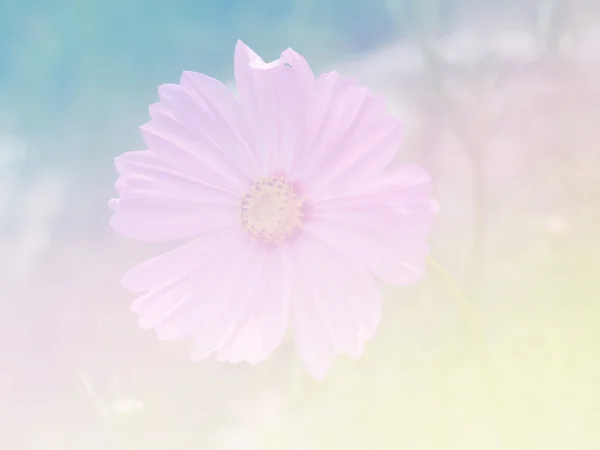 Γλυκό χρώμα λουλουδιών για φόντο σχεδιασμό μαλακό και θαμπάδα στυλ — Φωτογραφία Αρχείου