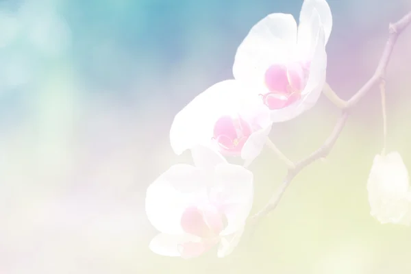 Sweet color flower for background design soft and blur style — Stock Photo, Image