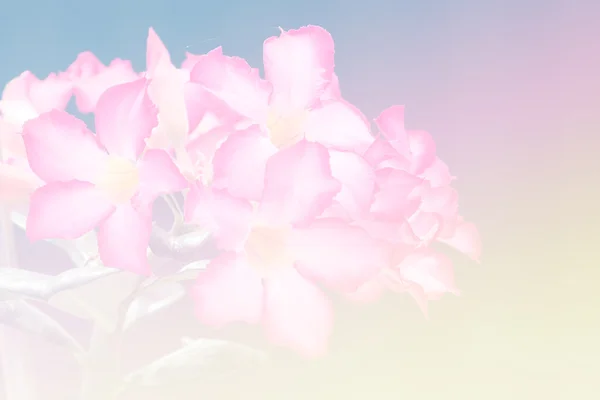 Flor de cor doce para design de fundo estilo suave e borrão — Fotografia de Stock