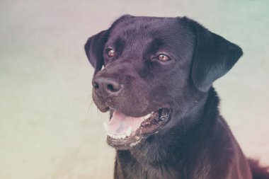 Filtre etkisi retro vintage tarzı ile Siyah labrador köpek