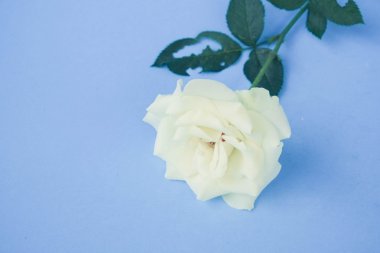 Filtre etkisi retro vintage tarzı ile beyaz gül