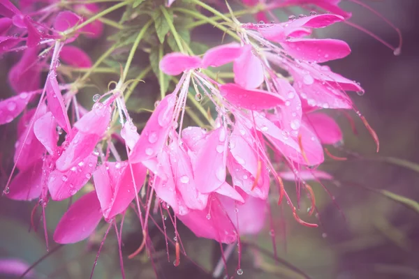 Fleurs avec effet filtre style vintage rétro — Photo