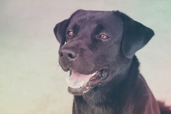 Chien labrador noir avec effet filtre style vintage rétro — Photo