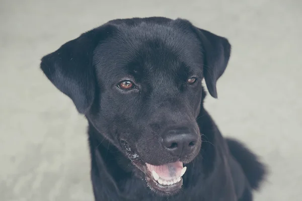 Černý labrador pes s filtrační efekt retro vintage stylu — Stock fotografie