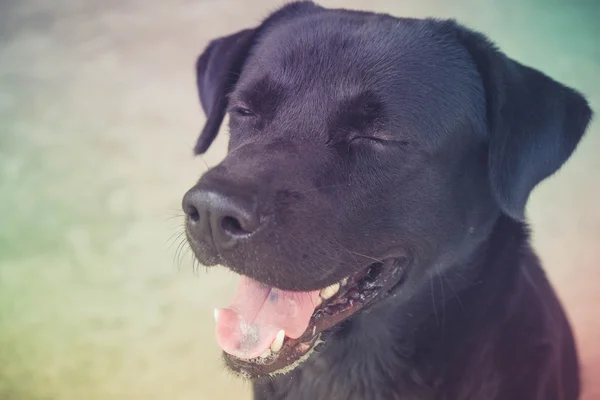 Black labrador dog with filter effect retro vintage style — Stock Photo, Image