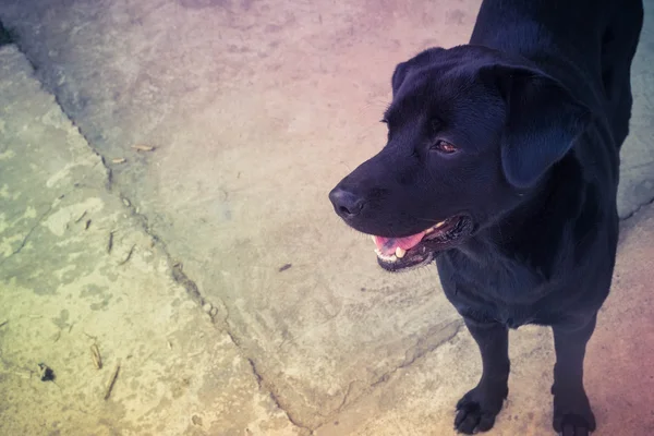 フィルター効果のレトロなビンテージ スタイルの黒のラブラドール犬 — ストック写真