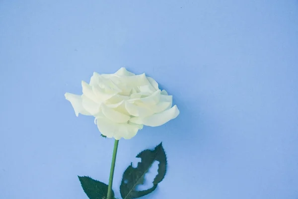 Белая роза с эффектом фильтра ретро винтажный стиль — стоковое фото