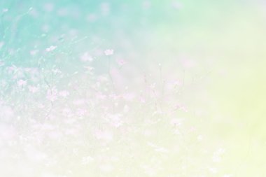 Tatlı renk arka plan tasarlamak yumuşak çiçek ve stil bulanıklık