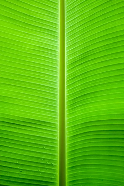 Banana leaf háttér-val vonalak — Stock Fotó