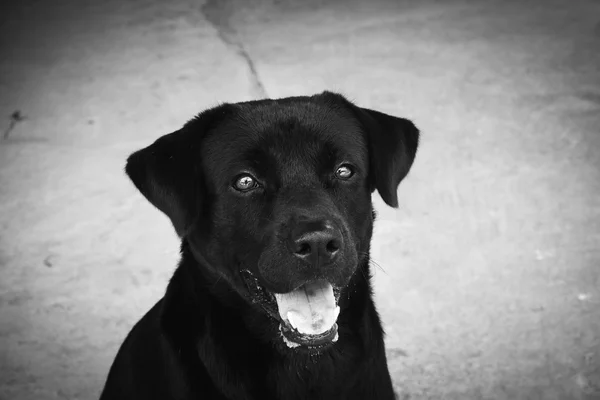 Black labrador cão com efeito de filtro estilo vintage retro — Fotografia de Stock