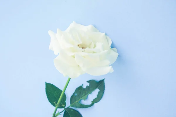 Rosa branca com efeito de filtro estilo vintage retro — Fotografia de Stock