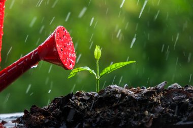 Yağmurda yeşil filizler