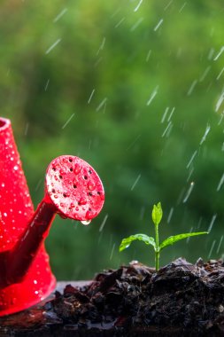 Yağmurda yeşil filizler