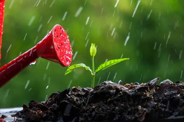 Yağmurda yeşil filizler