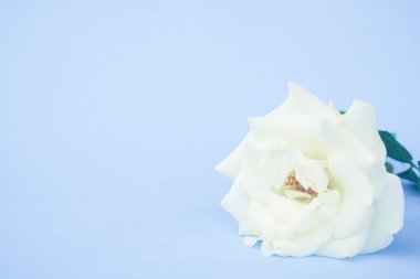 Filtre etkisi retro vintage tarzı ile beyaz gül