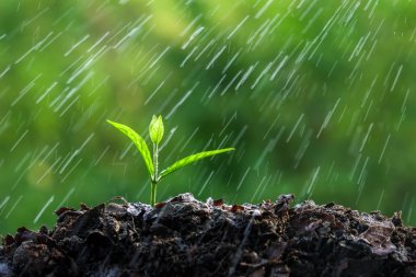 Yağmurda yeşil filizler