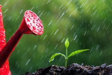 Yağmurda yeşil filizler