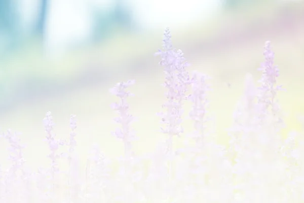 Zoete kleur bloem voor zachte achtergrondontwerp en vervagen van stijl — Stockfoto