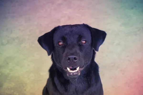 Black labrador cão com efeito de filtro estilo vintage retro — Fotografia de Stock