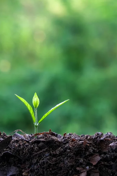 Jovem planta — Fotografia de Stock